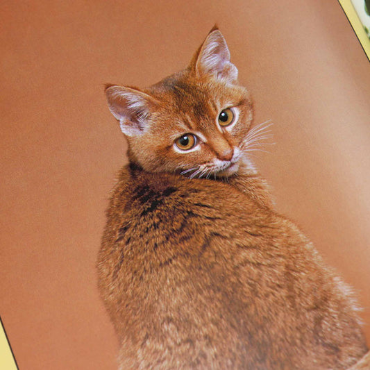 Cats on Camera - Cat Pin-Ups