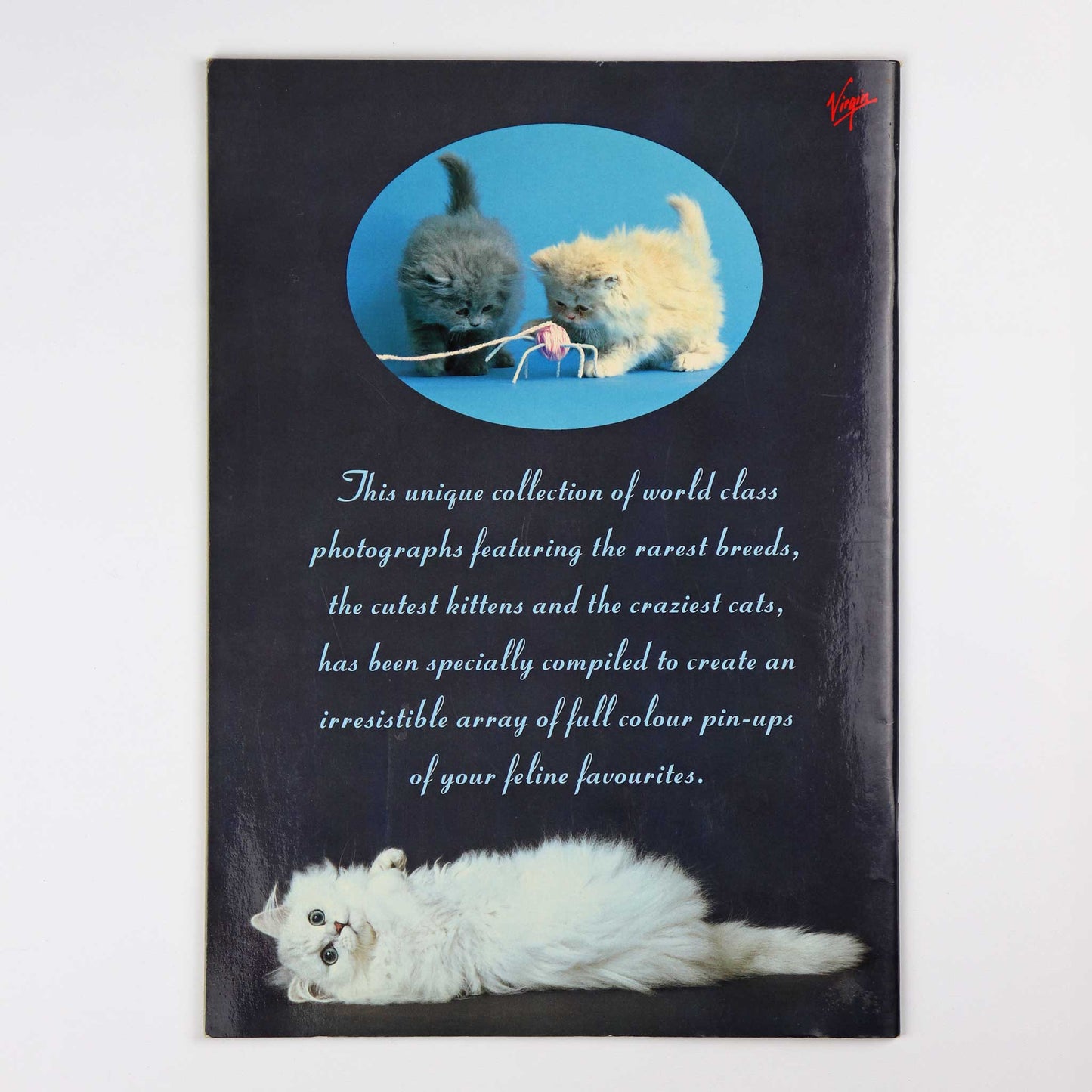 Cats on Camera - Cat Pin-Ups