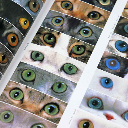 Legacy of the Cat by Gloria Stephens