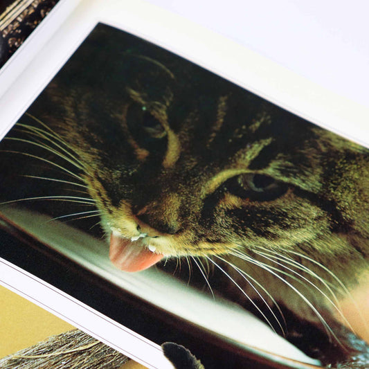 The Secret Cat by Angela Rixon