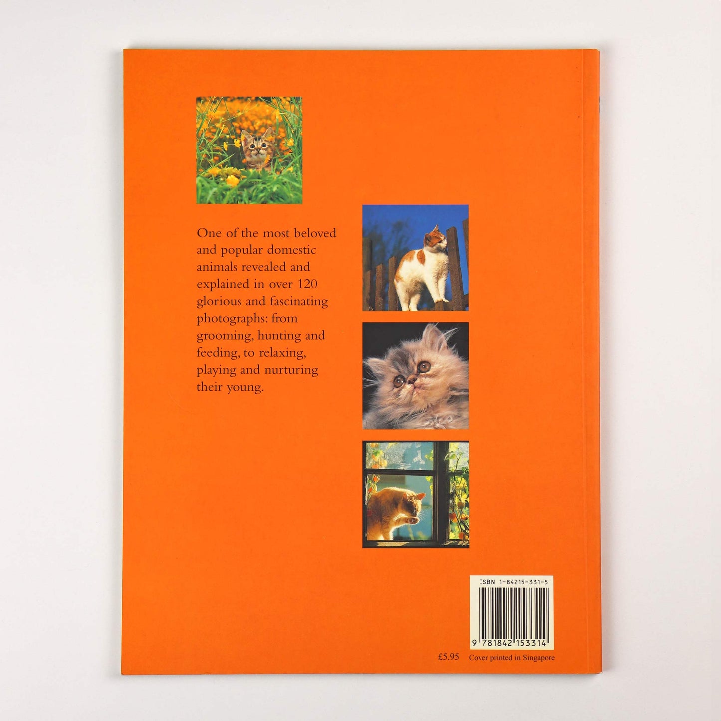 The Secret Cat by Angela Rixon