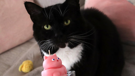 12 Unique Gifts for Cat Lovers in Australia