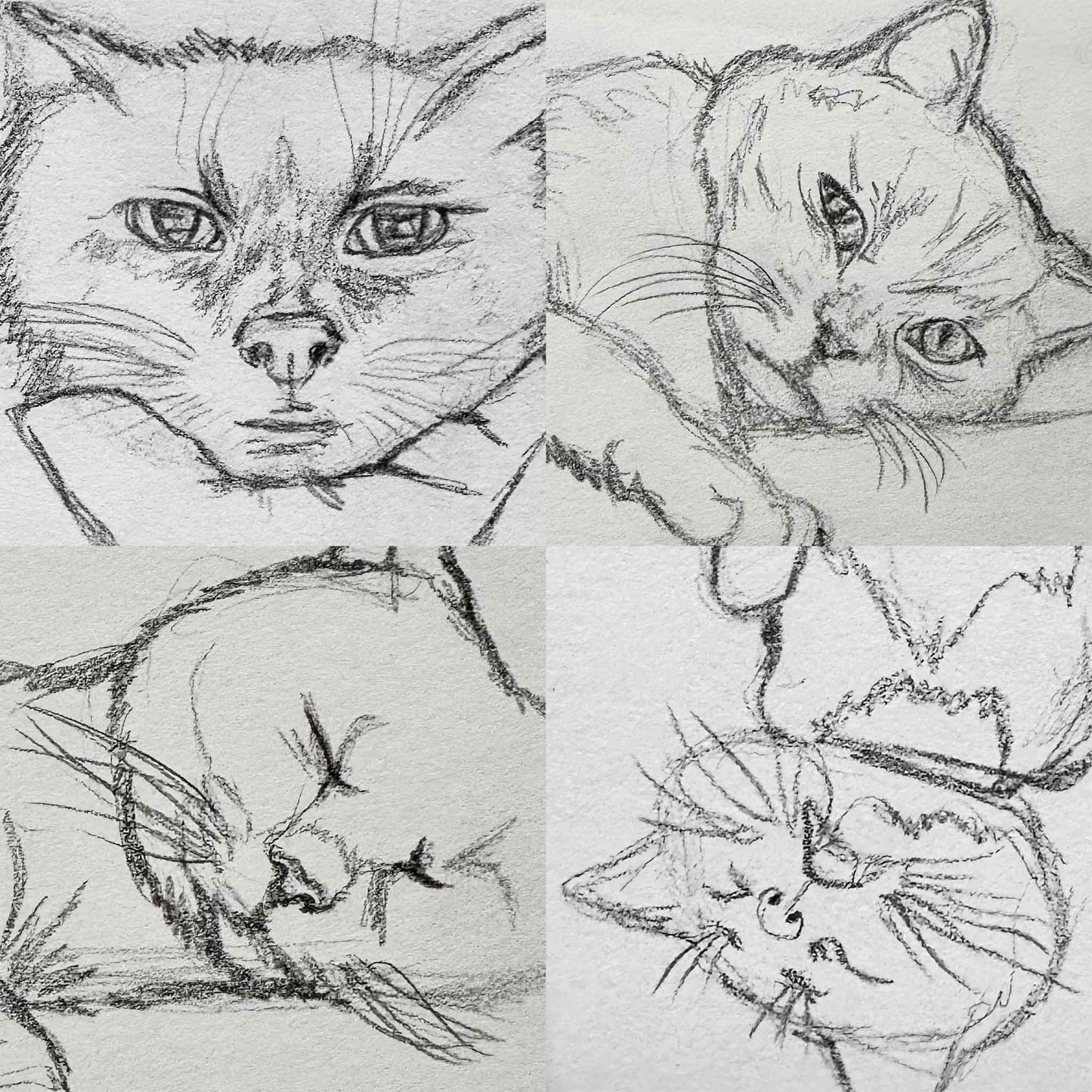 Cat Life Drawing Session with Elle